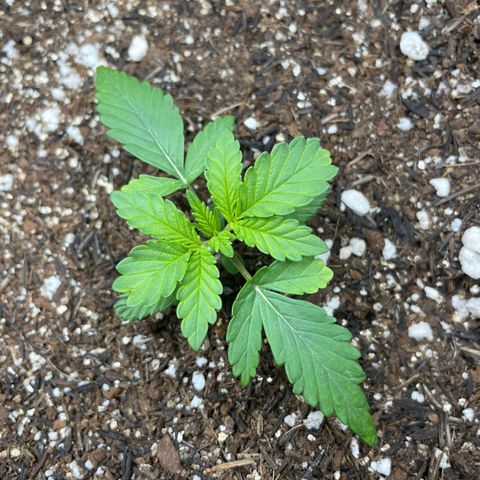 Super Purple growlog timeline photo