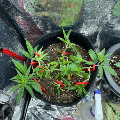 Prenseed growlog timeline photo