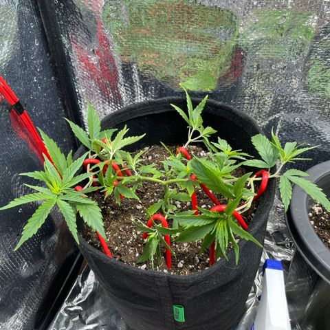 Prenseed growlog timeline photo