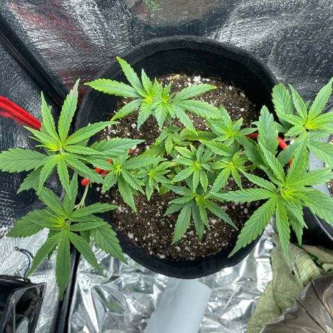 Prenseed growlog timeline photo