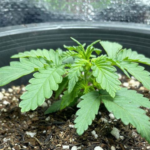 Purple Gelato  growlog timeline photo