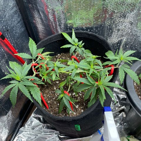 Prenseed growlog timeline photo