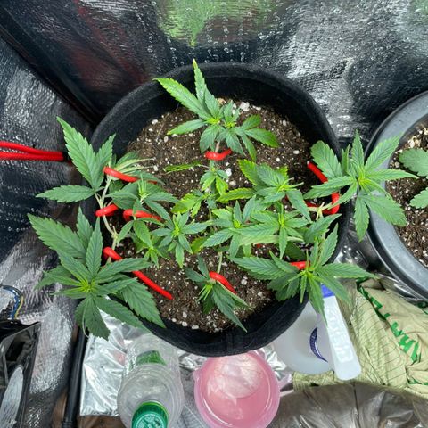 Prenseed growlog timeline photo