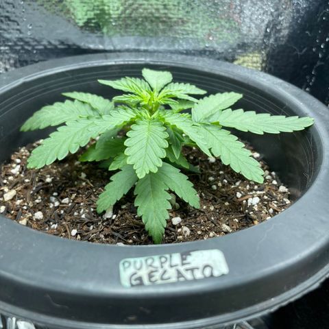 Purple Gelato  growlog timeline photo