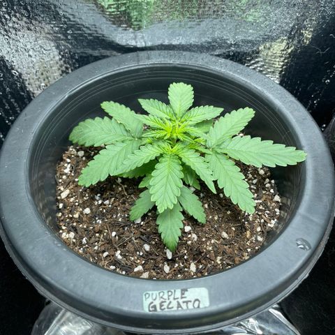 Purple Gelato  growlog timeline photo