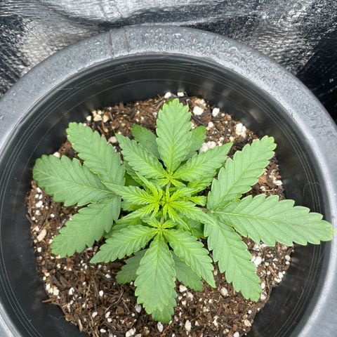 Purple Gelato  growlog timeline photo