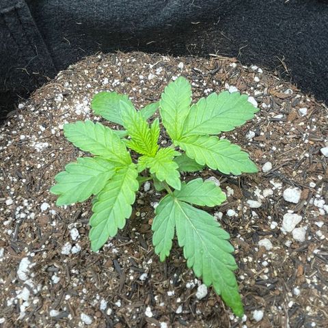 Super Purple growlog timeline photo