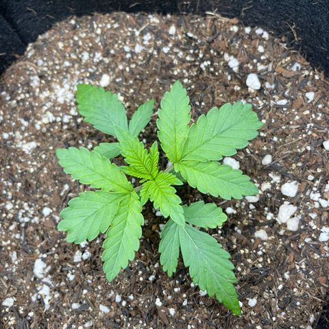 Super Purple growlog timeline photo