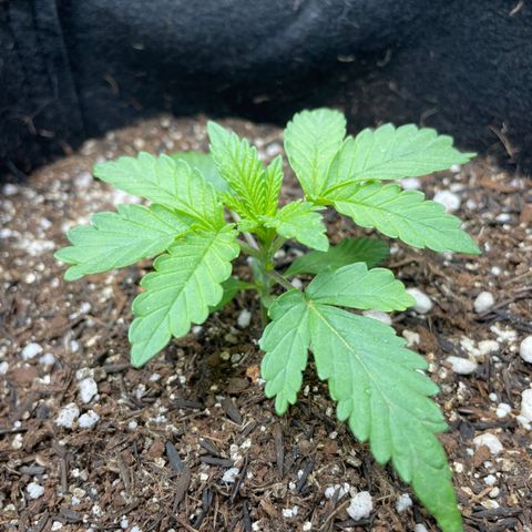 Super Purple growlog timeline photo