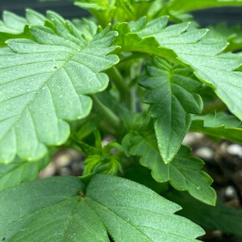 Purple Gelato  growlog timeline photo