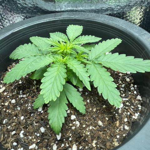 Purple Gelato  growlog timeline photo
