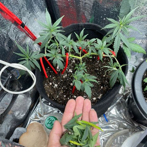 Prenseed growlog timeline photo