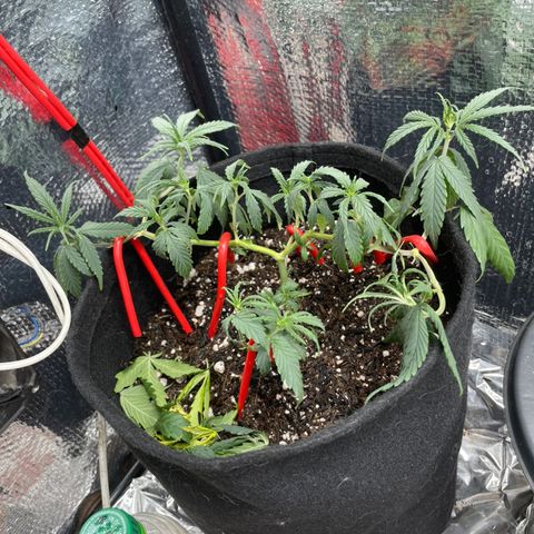 Prenseed growlog timeline photo