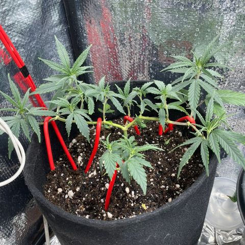 Prenseed growlog timeline photo