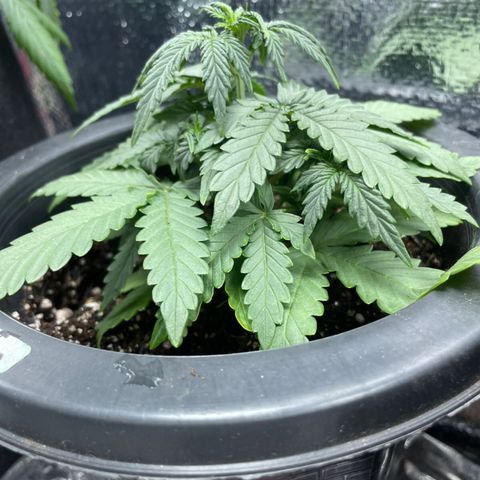 Purple Gelato  growlog timeline photo