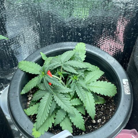Purple Gelato  growlog timeline photo