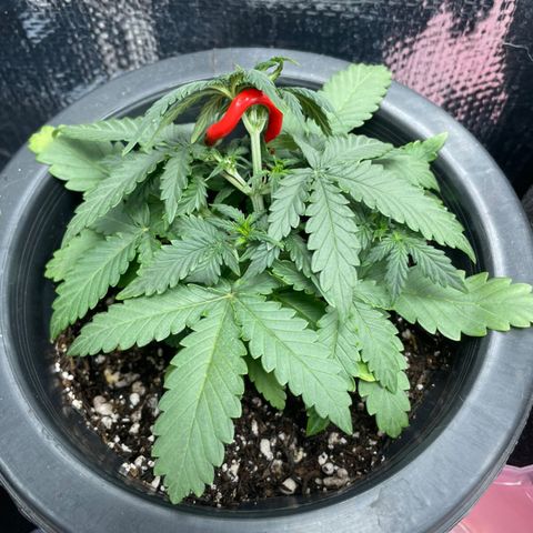 Purple Gelato  growlog timeline photo