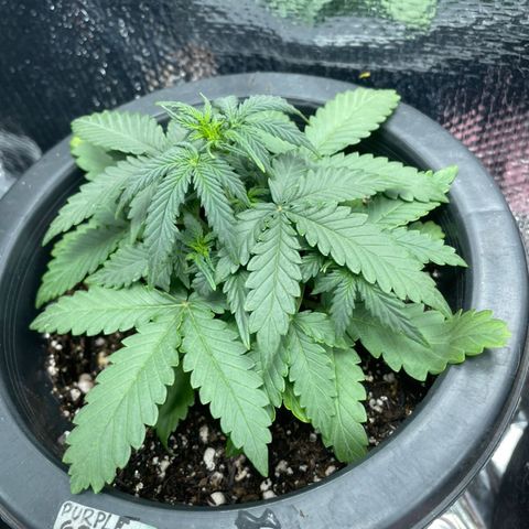 Purple Gelato  growlog timeline photo