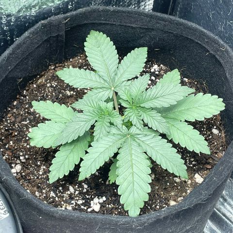 Super Purple growlog photo: ✂️✂️