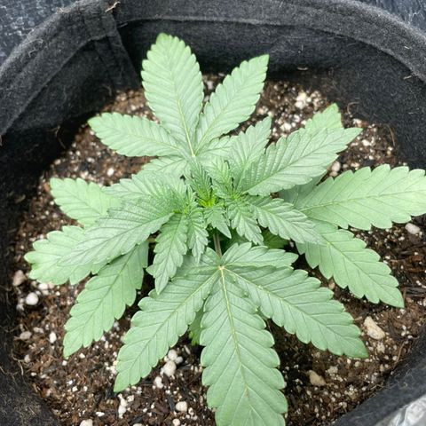 Super Purple growlog photo: ✂️✂️