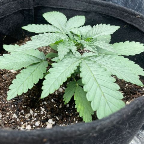 Super Purple growlog photo: ✂️✂️