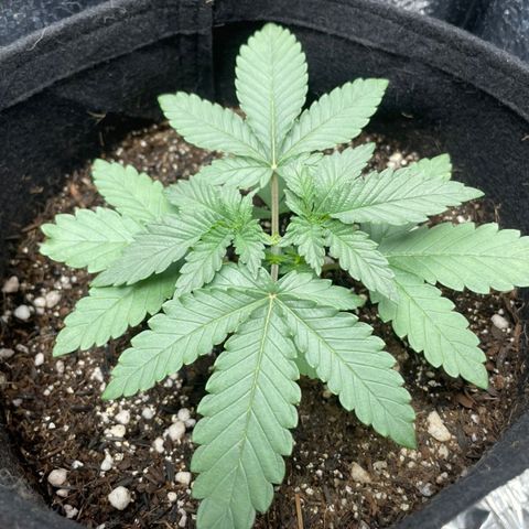 Super Purple growlog timeline photo