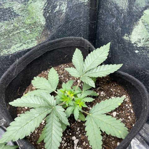 Super Purple growlog timeline photo