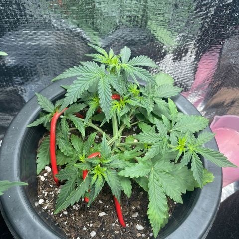 Purple Gelato  growlog timeline photo