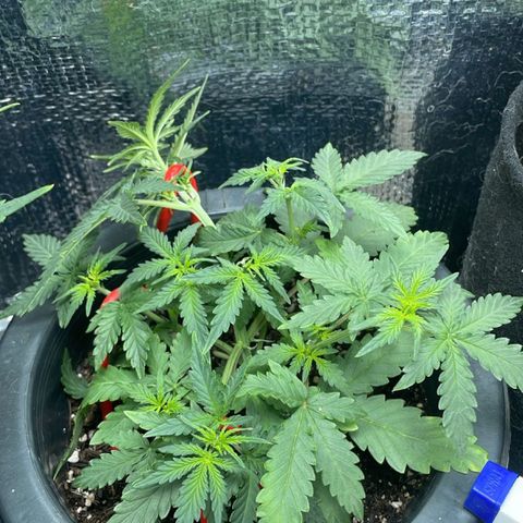 Purple Gelato  growlog timeline photo