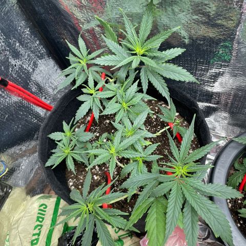 Prenseed growlog timeline photo