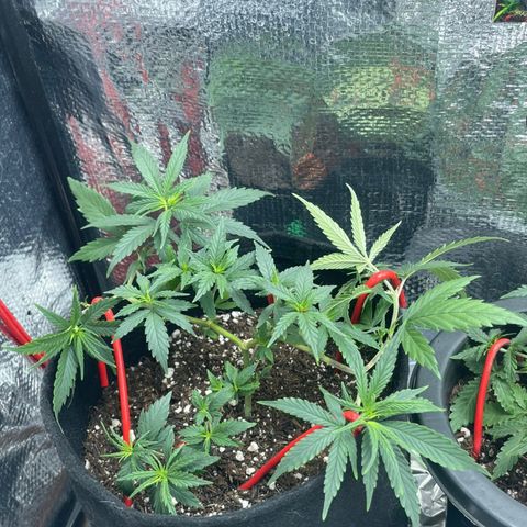 Prenseed growlog timeline photo