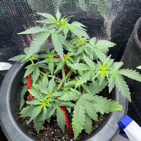 Purple Gelato  growlog timeline photo