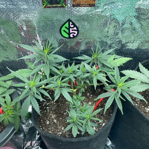 Prenseed growlog timeline photo