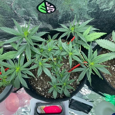 Prenseed growlog timeline photo