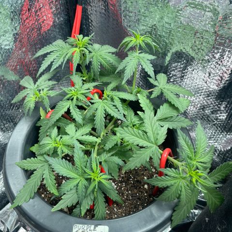 Purple Gelato  growlog timeline photo