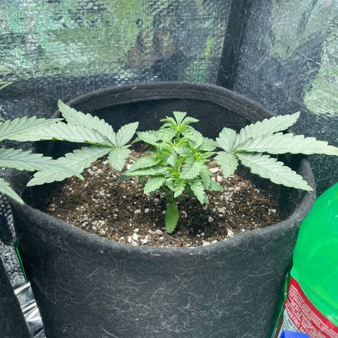 Super Purple growlog timeline photo