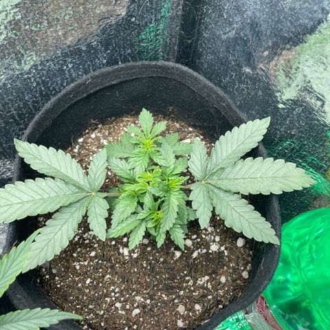 Super Purple growlog timeline photo