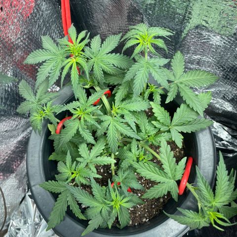 Purple Gelato  growlog timeline photo