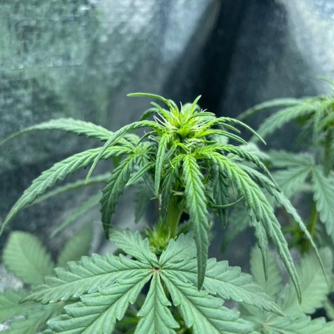Purple Gelato  growlog timeline photo