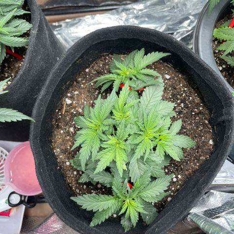 Super Purple growlog timeline photo