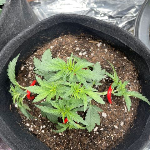 Super Purple growlog timeline photo