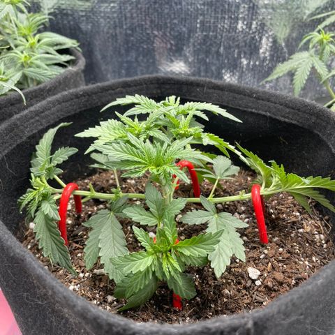Super Purple growlog timeline photo
