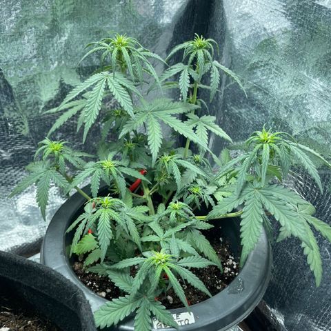 Purple Gelato  growlog timeline photo