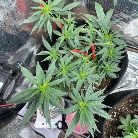 Prenseed growlog timeline photo