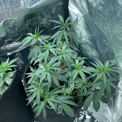 Prenseed growlog timeline photo