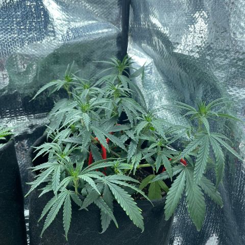 Prenseed growlog timeline photo