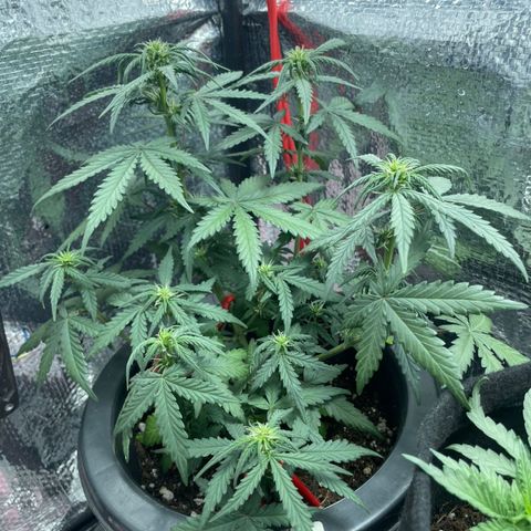 Purple Gelato  growlog timeline photo