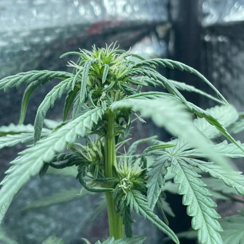 Purple Gelato  growlog timeline photo