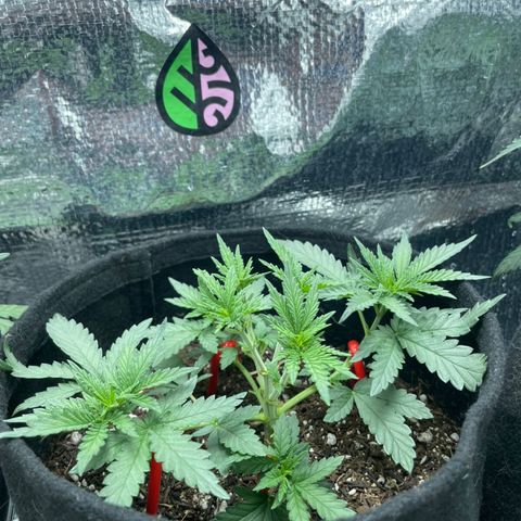 Super Purple growlog timeline photo