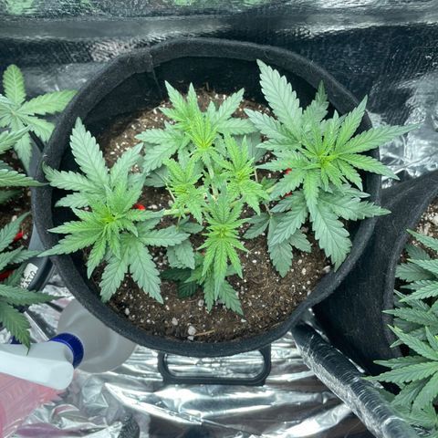 Super Purple growlog timeline photo